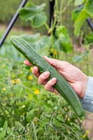 Woman holding newly harvested Cucumber 'Burpless Tasty Green'
