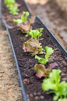 Seedlings of  Lettuce 'Lollo Rossa'  and  'Lettony' growing in drain pipes