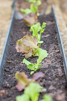 Seedlings of  Lettuce 'Lollo Rossa'  and  'Lettony' growing in drain pipes