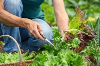 Woman harvesting Lettuce using a knife