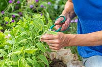 Woman picking herbs - Salvia 'Icterina' from newly finshed raised herb bed