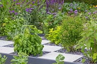 Checkerboard garden with established herbs