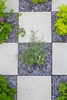 Curry plant in checkerboard garden with established herbs