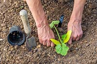 Woman firming soil around newly planted Courgette