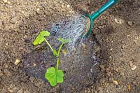 Woman watering newly planted Courgette using watering can