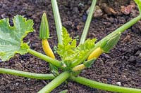 Courgette plant with young yellow fruit