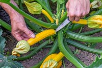 Harvesting Courgette 'Oreilia' by cutting stalk with a sharp knife