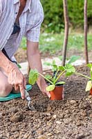 Woman planting young Courgette Zucchini plant in the ground