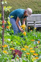 Woman harvesting Courgette Zucchini small with flowers using a knife