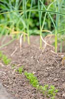 Row of carrot seedlings next to Garlic - companion planting to keep away carrot fly