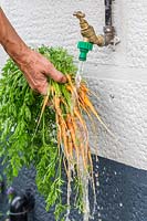 Woman washing small carrots under outside tap