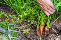 Woman harvesting Carrot 'Karnavit'