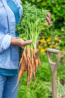 Woman holding bundle of newly harvested Carrot 'Karnavit'