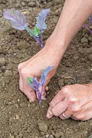Woman firming the soil around newly planted Kohlrabi seedlings