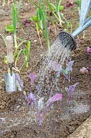 Watering newly planted Kohlrabi seedlings using a watering can