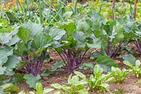 Kohlrabi 'Purple Delicacy' growing on in kitchen garden