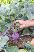 Woman harvesting Kohlrabi 'Purple Delicacy'