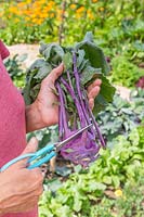 Woman cutting leaves of harvested Kohlrabi 'Purple Delicacy' using scissors