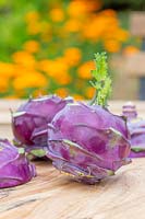 Harvested Kohlrabi 'Purple Delicacy'