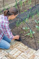 Woman setting up a netting tunnel in vegetable garden