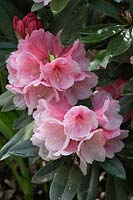 Rhododendron 'Vintage Rose'