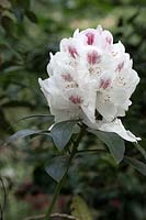 Rhododendron 'Mrs Lionel de Rothchild'