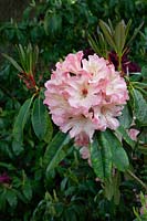 Rhododendron 'Lens Cameo'