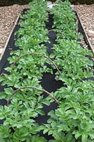 Solanum tuberosum Potato 'Divaa'