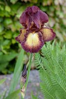 Iris 'Provencal'