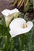 Zantedeschia 'White Giant' -  Arum lily 'White Giant'