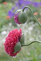 Papaver somniferum opium poppy 