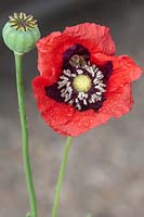 Papaver somniferum opium poppy
