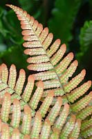 Dryopteris erythrosora - Autumn Fern 