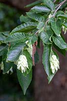 Ostrya japonica 'Japanese hophornbeam'
