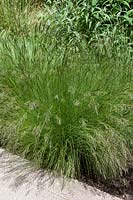 Eragrostis curvula 'Weeping lovegrass'