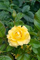 Rosa Golden Smiles 'Frykeyno' - Rose 'Golden Smiles'