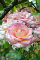 Rosa Perception 'Harzippee' - Rose 'Perception'