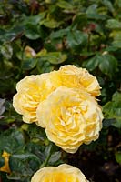 Rosa 'Doris Day' rose
