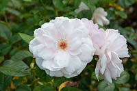 Rosa 'Natasha Richardson' rose