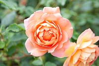 Rosa 'Lady of Shalott' rose