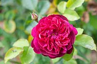 Rosa 'Darcey Bussell' rose