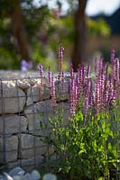 Salvia nemorosa 'Ostfriesland' growing by granite gabions. Santa Rita 'Living La Vida 120' Garden. Designed by Alan Rudden. Sponsored by Santa Rita Wines. RHS Hampton Court Palace Show, 2018.
