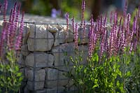 Salvia nemorosa 'Ostfriesland' growing by granite gabions. Santa Rita 'Living La Vida 120' Garden. Designed by Alan Rudden. Sponsored by Santa Rita Wines. RHS Hampton Court Palace Show, 2018.