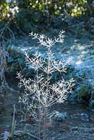 Alisma plantago-aquatica - Water Plantain covered in rime frost.