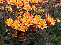 Alstroemeria 'Indian Summer' - Peruvian Lily 'Indian Summer' 