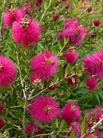 Callistemon - Bottlebrush Plant, with bees.