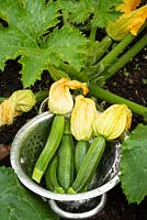 Cucurbita  - Courgette 'Romanesco' - young fruit with flowers