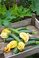 Wooden trug of harvested courgettes and flowers.