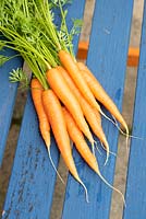 Daucus carota - Carrot 'Primo' 