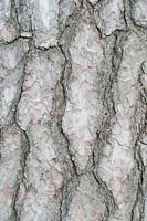 Pinus sylvestris - Scots pine bark 